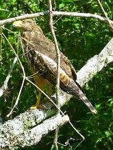 Roadside Hawk